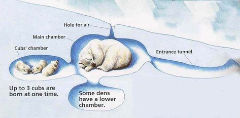 Polar Bear Dens | Churchill Polar Bears Polar Bear Facts, Bear Facts, Baby Polar Bears, Polar Animals, Sea Ice, Facts For Kids, Arctic Animals, Winter Animals, Bear Cubs