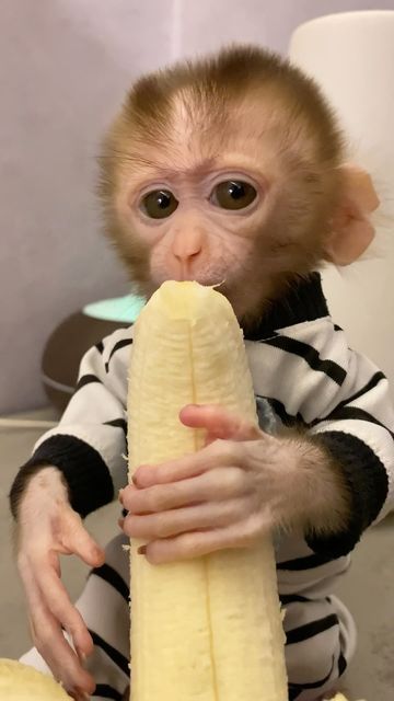 Capuchin Monkey Pet, Monkeys Cute, Monkey Pet, Monkey Smiling, Funny Monkey Pictures, Cute Monkeys, Monkey Cute, Cute Monkey Pictures, Tiny Monkey