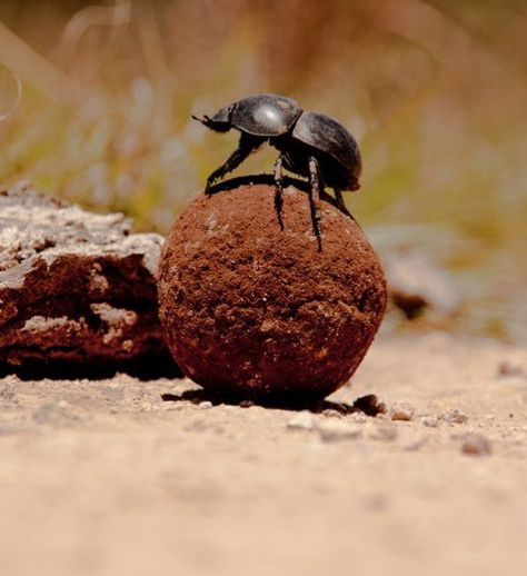 The dung beetle might not be one of the largest insects in the world, but what the dung beetle lacks in size (it only measures about 1 inch long) it makes up for in strength. A typical dung beetle can move objects more the 1,400 times its weight. Dung Beetle, Neat Tricks, Out Of Africa, Star Map, Beetles, Milky Way, Amazing Nature, Animal Kingdom, Nature Lover