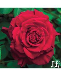 Heirloom Roses, Rose Bushes, Rose Gardening, Rose Plants Red Climbing Roses, Rose Climbing, Rose Garden Landscape, Rose Bushes, Climbing Rose, Heirloom Roses, Types Of Roses, Shrub Roses, Garden Pottery