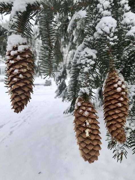 ဆောင်းရာသီ Photo, Twig Tree, Christmas Pins, Winter Pictures, Rural Area, Winter Wonder, Winter Days, Winter Photography, Beautiful Scenery