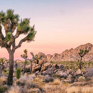 49 Palms Canyon Trail (Joshua Tree National Park) - All You Need to Know BEFORE You Go Rancho Mirage California, The Joshua Tree, Alcatraz Island, Burning Sage, Mojave Desert, Disneyland Park, Joshua Tree National Park, Framed Painting, Yosemite National