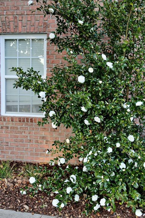 white-camellia-bush White Camilla Bush, Camillia Bush, Camelia Bush, Camellia Bush, Camellia Tree, Camellia Plant, Peony Bush, Autumn Moon, White Camellia