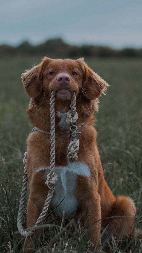 Duck Retriever, Toller Dog, Nova Scotia Duck Tolling Retriever, Really Cute Puppies, Super Cute Puppies, Very Cute Dogs, Really Cute Dogs, Silly Things, Pretty Dogs