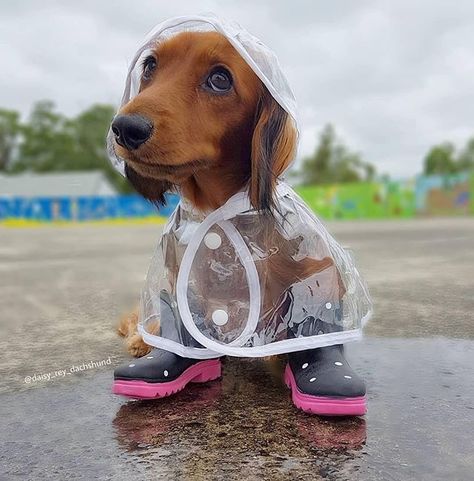 Cute Animals Puppies, Very Cute Dogs, Dog Raincoat, Love My Dog, Weenie Dogs, Dachshund Puppies, Silly Animals, Weiner Dog, Cute Funny Dogs