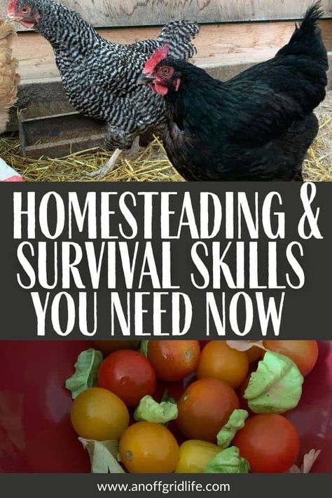 Living Off The Grid Homestead Survival, Homestead Journal, Survival Homestead, Preparedness Plan, Dehydrating Food Storage, Survival Skills Emergency Preparedness, Homesteading Tips, Provident Living, Dehydrating Food