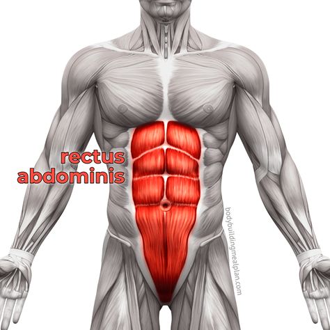 Rectus Abdominis Swiss Ball Exercises, Get Abs Fast, Rectus Abdominis, Swiss Ball, Abs Training, Fit Over 40, Best Ab Workout, Core Training, Abs Workout Routines