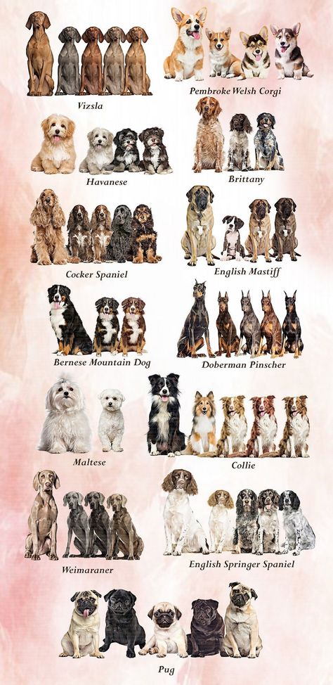 Clipart Dogs Galore: Illustrated Charm for All All Dog Breeds List, Notebooks Wallpaper, Dog Breeds Chart, Different Breeds Of Dogs, Cute Dog Breeds, Dogs Clipart, German Dog Breeds, Different Types Of Dogs, Different Dog Breeds