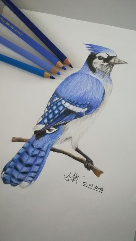 Easy Colouring Drawings, Art With Color Pencil, Colour Pencils Drawing Ideas, Bird Color Pencil Drawing, Art Sketches Colored Pencils, Shading Pencil Drawings, Cool Colors Drawing, Colour Sketches Drawing, Colored Pencil Drawings Easy