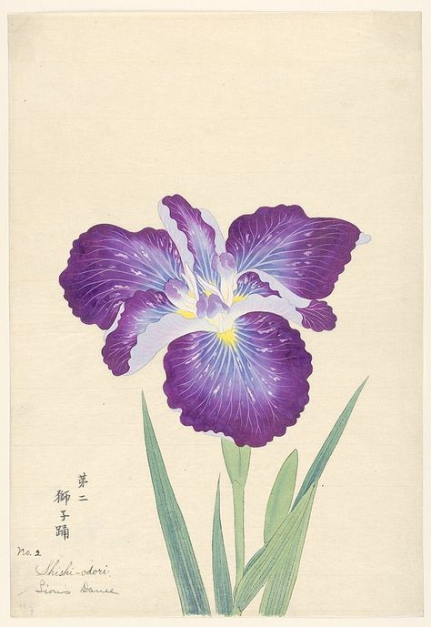 Heaveninawildflower — Some more of the beautiful Japanese Iris prints... Iris Drawing, Art Deco Flowers, Flowers Japanese, Japanese Iris, Iris Art, Japanese Art Styles, Iris Painting, Japanese Art Prints, Asian Painting