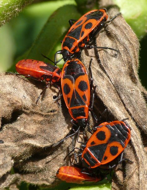 Max Planck, Vulture Culture, Plant Seeds, Arachnids, Central Europe, Planting Seeds, Beautiful Butterflies, Red And Black, Bugs