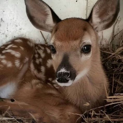 Deer Girl, Deer Photos, Cinnamon Girl, My Followers, Oh Deer, Silly Animals, Baby Deer, Cute Little Animals, Cutie Patootie