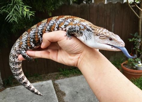 Blue Tongued Skink Lizard, Blue Tongue Skink Drawing, Blue Tounged Skink, Blue Tongue Lizard, Desert Lizards, Pet Reptiles, Blue Tongue Skink, Deadly Animals, Reptile Care