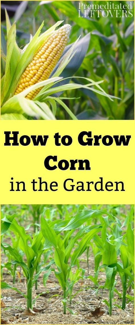 Want to learn how to Grow Corn in your vegetable garden? Use these gardening tips for Growing Corn, including how to plant corn seeds, how to care for corn seedlings, and how to harvest corn. Growing Sweet Corn, Grow Corn, Gemüseanbau In Kübeln, Compost Container, Harvest Corn, Growing Corn, Corn Seed, Corn Plant, Organic Vegetable Garden