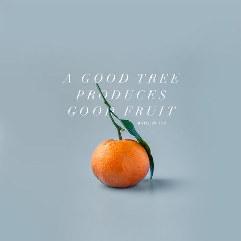 ''By their fruit you will recognize them. Do people pick grapes from thornbushes, or figs from thistles? Likewise, every good tree bears good fruit, but a bad tree bears bad fruit.'' (Matthew 7:16-17) Bad Fruit, Fruit Quotes, Orange Quotes, Tree Quotes, Bible Translations, Bible Study Tools, Beautiful Fruits, Orange Fruit, Best Fruits