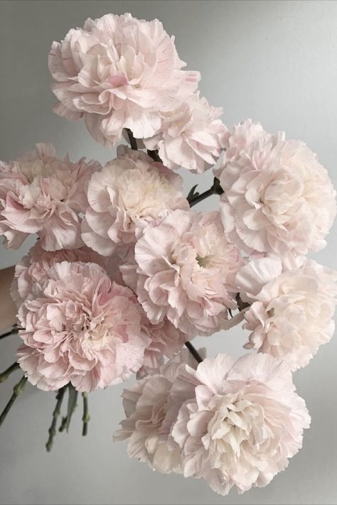 Blush Pink Peonies, Blush Colored Flowers, Light Pink Carnations, Blush Carnations, Blush Pink Wedding Bouquet, Pink And White Aesthetic, Peach Pink Flowers, Baby Pink Flowers, Pink Flowers Aesthetic