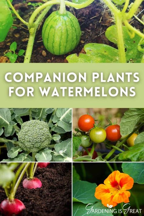 Watermelon Companion Plants, Planting Watermelon, Plant Chart, Watermelon Garden, Watermelon Vines, Growing Melons, Best Companion Plants, Companion Planting Chart, How To Grow Watermelon