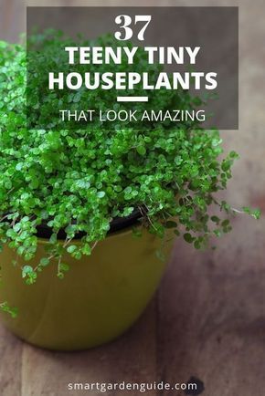 Plants For Small Spaces, Planet Decor, Small Houseplants, Small House Plants, Small Indoor Plants, Tanaman Indoor, Household Plants, Smart Garden, Inside Plants