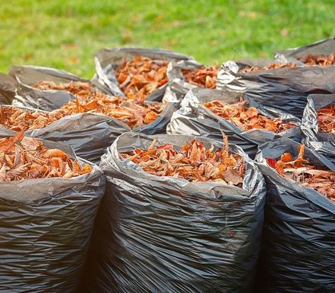 What To Do With Fall Leaves | 11 Smart Ways | Homesteading What To Do With Leaves In Yard, What To Do With Fall Leaves, Dry Leaf, Yard Work, Tree Leaves, Leaf Blower, Fall Leaves, Autumn Leaves, Yard