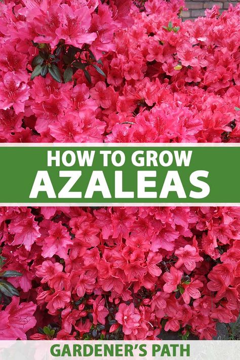 Brightly colored with long-lasting flowers, azaleas make a striking statement in the garden. Ideal for borders, beds, and foundation plantings, these shrubs provide months of vibrant blooms with sweet or spicy fragrance, and pretty fall foliage. Learn how to grow azaleas now on Gardener's Path. #azaleas #gardenerspath Azaleas Landscaping, Azaleas Care, Azalea Shrub, Azalea Bush, Azaleas Garden, Flowering Bushes, Azalea Flower, Easy Landscaping, Dappled Light