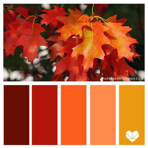 Color Palette - The Seasons: Fall. Autumn. Oak leaf. Warm color scheme. Crimson, red, rust, orange, peach, mustard yellow, gold.  — Paper Heart Design Peach Color Palettes, Warm Color Schemes, Orange Color Palettes, Theme Tattoo, Gold Color Palettes, Test Shoot, Red Colour Palette, Color Schemes Colour Palettes, Fall Color Palette