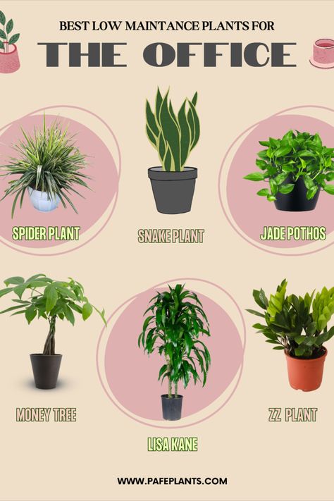 Want to brighten up your office? Look no further! These 6 plants are great low-mantience plants that can tolerate low light and make a great addition to any office space. #houseplants #housedecor #easycareplants Plants That Can Survive Without Sunlight, Plants For Work Office, Low Maintenance Office Plants, Good Office Plants, Cubicle Plants Decor, Office Plants Ideas Desk Areas, Small Desk Plants, Small Office Decorating Ideas For Work, Plants In Office Space