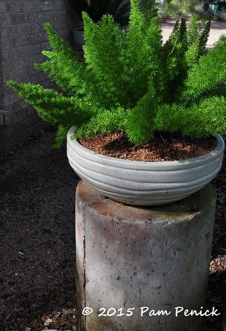 Foxtail fern (Asparagus Meyeri) Fern In Planter, Asparagus Meyeri, Fern Planters, Foxtail Fern, Flowering Bushes, Asparagus Fern, Garden Crafts Diy, Container Garden, Foliage Plants