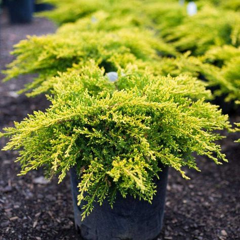 Woodland Landscaping, Juniper Shrub, Juniper Bush, Juniper Tree, Privacy Plants, Plant Seedlings, Gold Tree, Evergreen Shrubs, Large Plants