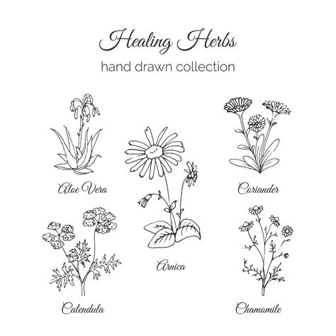 Herbal Logo Design, Herbal Logo, Flower Tattoo On Ribs, Herbal Leaves, Herbs Illustration, Simple Line Drawing, May Birth Flowers, Tea Logo, Flower Line Drawings