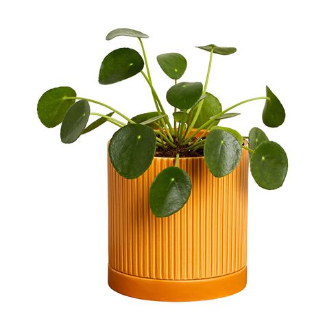 PRICES MAY VARY. Greendigs Pilea’s quirky good looks and decorative 5 inch pot will elevate your indoor surroundings and mood Pilea has an otherworldly charm for an indoor houseplant with its bright green, round leaves bobbing at the end of each stem, allowing it to hold its own as an intriguing table centerpiece Pileas are easy to care for, will likely need watered about once a week, and like bright, indirect light Comes pre-potted with premium soil in an orange ceramic fluted 5-inch pot; each Pilea Plant, Orange Ceramic, Orange Plant, Sunny Window, Pilea Peperomioides, Rainbow Boho, House Plant Pots, Chinese Money Plant, Planting Shrubs