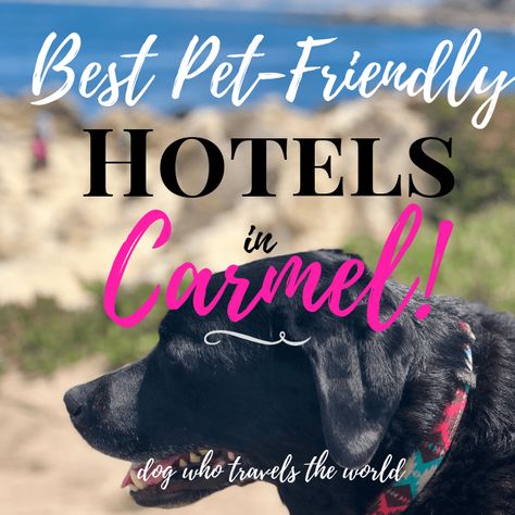 Best Pet-Friendly Hotels in Carmel! Big Sur Trip, Carmel Valley Ranch, Monterey Peninsula, Dog Friendly Hotels, Dog Area, Monterey Bay Aquarium, Monterey Ca, Pacific Grove, Carmel By The Sea