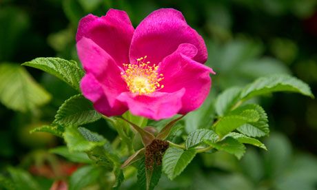 Rosa Rugosa One of the best hip-producing roses. It makes a great hedging plant, loved by wildlife and hated by burglars. Photograph: GAP Photos/Rachel Warne Beach Rose, Rosa Rugosa, Hedging Plants, English Country Gardens, Wildlife Gardening, Flower Essences, Wild Orchid, Plant Species, Country Gardening