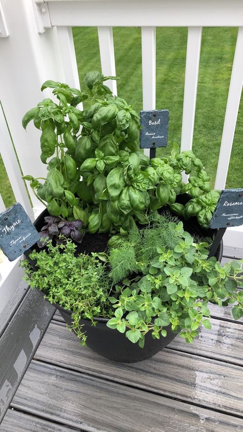 herb planter, basil, dill, oregano, summer gardening Small Herb Garden Balcony, Herb Garden In Front Of House, Herbs Balcony Ideas, Fresh Herb Garden, Front Herb Garden, Herb Garden In A Pot, Herb Garden Side Of House, Planter Herb Garden, Small Pot Garden Ideas