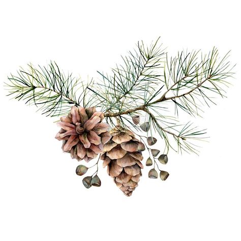 Pine Cone Drawing, Elements Of Design Shape, Akvarel Illustration, White Background Floral, Pine Tattoo, Branch Drawing, Beach Scrapbook Layouts, Christmas Plants, Background Floral