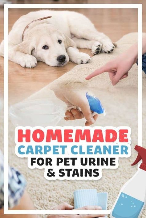 Cleaning Dog Pee, Homemade Carpet Cleaner Solution, Diy Carpet Cleaning Solution, Cleaning Pet Urine, Pet Urine Smell, Homemade Carpet Cleaning Solution, Homemade Carpet Cleaner, Remove Pet Stains, Carpet Cleaner Solution