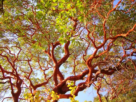 Madrone Tree, California Landscaping, Arbutus Tree, African Tree, Manzanita Tree, Broadleaf Evergreen, Tree Images, Tree Trunks, California Coast