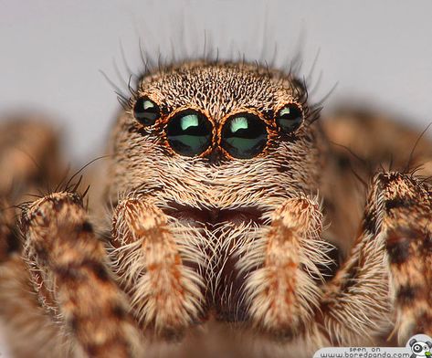 Scary Spiders, Spider Fact, Spider Face, Tiny Spiders, Spider Venom, Spider Species, Get Rid Of Spiders, Jumping Spiders, Big Spiders