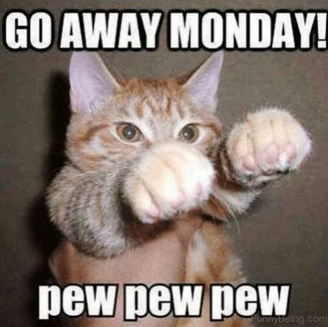 The Best Monday Memes to Get You Through the Week Funny Sunday Memes, Monday Jokes, Funny Monday Memes, Monday Cat, Sunday Humor, Katt Grejer, Morning Memes, Monday Memes, Monday Humor