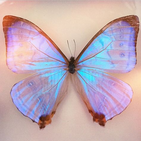 Iridescent Animals, Kali Prasad, Butterfly Character, Iridescent Butterfly, Pretty Butterflies, Pastel Butterfly, Papillon Butterfly, Metallic Rainbow, Beautiful Bugs