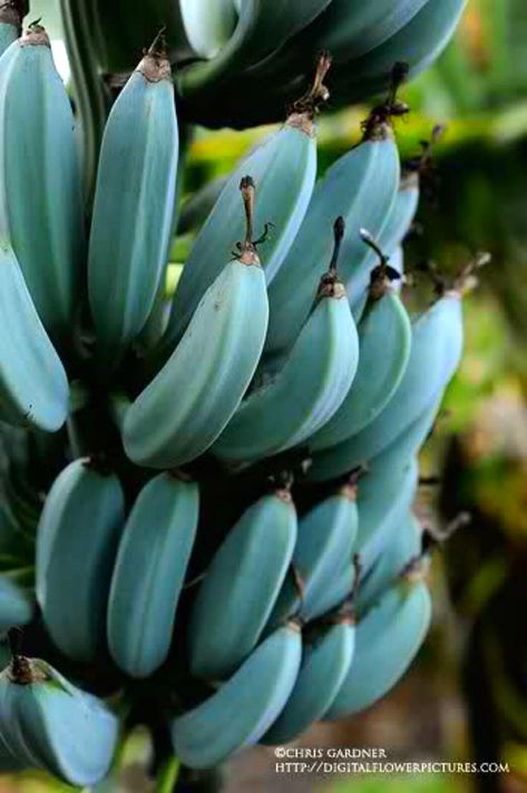 Do You Know These Blue Java Bananas that Taste Like Ice Cream Originated from Southeast Asia? | Seasia.co Weird Fruit, Balcony Flowers, Banana Plants, Blue Banana, Banana Tree, Variety Of Fruits, Unusual Plants, Tree Seeds, Fruit Plants