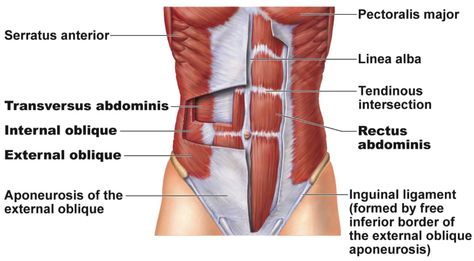 Some people love the science!  They get all fired up to know about the  why’s and how’s.  Others say, “just tell me what this means & cut to the  chase!”  This blog is a blend for both camps, to give you the background  and talk intelligently to you as women who want real results - not  gimmicks!  First, let’s talk about why crunches don’t work for us moms.  I saw this  really great demonstration by a physiotherapist group called Bellies Inc.  on why crunches are not ideal for moms seeking a... Abdominal Muscles Anatomy, Transversus Abdominis, Muscle Abdominal, Muscle Anatomy, Bottom Workout, Muscle Strain, Diastasis Recti, Core Muscles, Abdominal Muscles