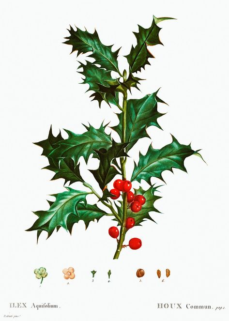 Holly Plant, Paper Mulberry, Branch Vector, Holly Christmas, Vintage Png, Image Paper, Illustration Botanique, Botanical Artwork, Vintage Botanical Prints