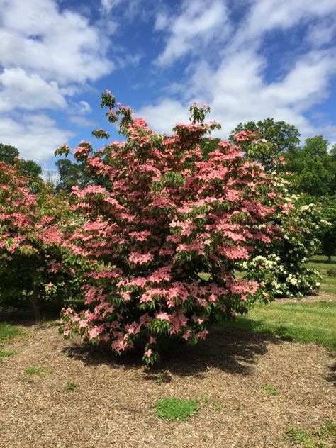 Introducing Scarlet Fire® Dogwood | Arbor Day Blog Kousa Dogwood, Entry Garden, Cornus Kousa, Arbor Day, Dogwood Trees, Dogwood Flowers, Arbour Day, Front Patio, Ornamental Trees