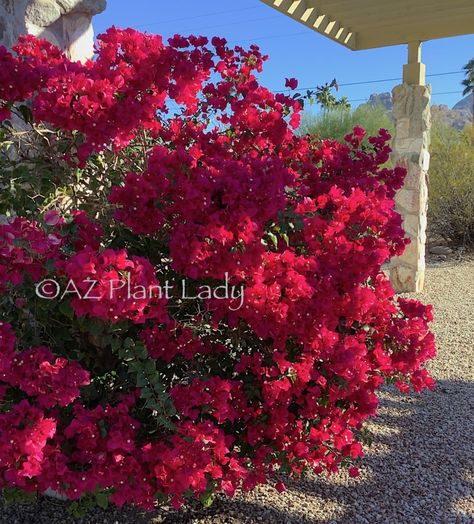 8 Colorful Plants for the Desert Garden and Where to Find Them - Desert Gardening 101 Desert Bushes, Desert Plants Landscaping, Southwest Landscaping, Arizona Plants, Desert Shade, High Desert Landscaping, Desert Gardening, Desert Trees, Desert Willow