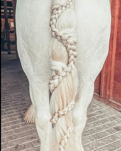 Horse hairstyles Horse Main Ideas, Horse Mane Ideas, Horses Braids, Horse Mane Styles, Horse Hairstyles, Horse Braids, Horse Mane Braids, Braiding Ideas, Horse Hair Braiding