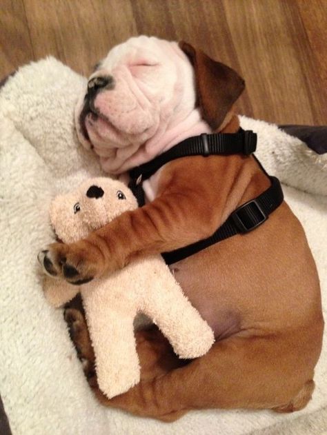 This little puppy stayed home: | 20 Puppies Cuddling With Their Stuffed Animals During Nap Time Puppy Cuddles, Cele Mai Drăguțe Animale, Psy I Szczenięta, Blue Heeler, Little Puppies, Bulldog Puppies, Sweet Animals, 귀여운 동물, Animals Friends