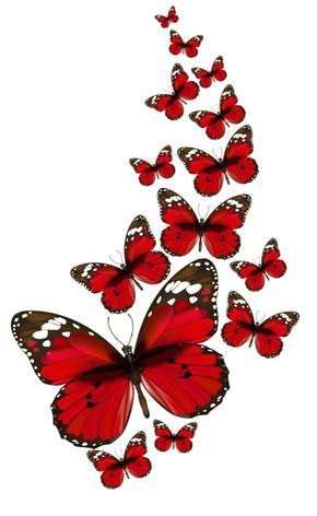 Butterflies, Red, White