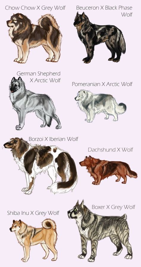 Dog Design Art, Canine Drawing, Breeds Of Dogs, Canine Art, Animale Rare, Pretty Dogs, Haiwan Peliharaan, Pretty Animals, Animal Facts