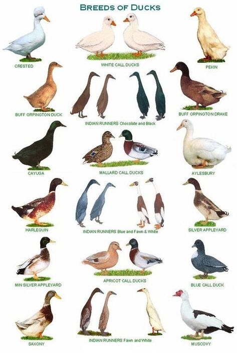 Geese Breeds, Backyard Ducks, Duck Breeds, Bird Breeds, Duck Farming, Raising Ducks, Pet Ducks, Chicken Breeds, Animal Facts