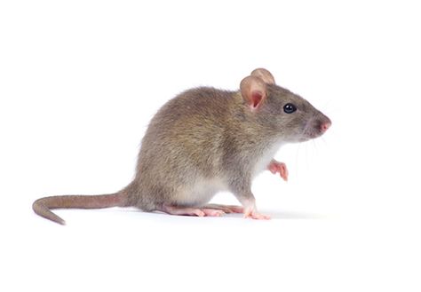 Mice Infestation in Calgary | One Man and a Ladybug - Pest Control Calgary Mice Infestation, Rat Repellent, Bed Bug Bites, Rodent Control, Termite Control, West Palm Beach Florida, Pest Management, Mouse Rat, Palm Beach Florida